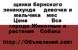 щенки бернского зененхунда. 2 девочки и 2 мальчика(2 мес.) › Цена ­ 22 000 - Все города Животные и растения » Собаки   